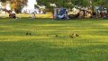 20250607_SPZ_PLK_DPS_FIESA-2018