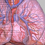 thoracic_anatomy_1329